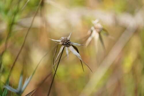 sandswamp whitetop sedge (Rhynchospora latifolia)