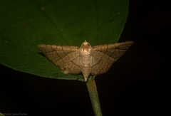 Hypolamprus ypsilon