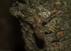 Prosoplus mediofasciatus