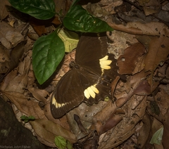 Papilio fuscus capaneus