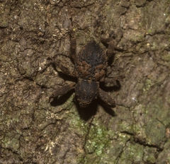 Methidrysis afflicta