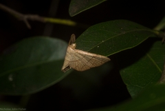 Hypolamprus ypsilon
