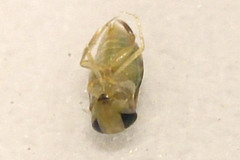 Corixidae