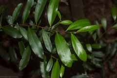 Diospyros australis