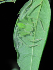 Gnathopalystes taiwanensis