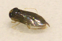 Corixidae