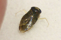 Corixidae