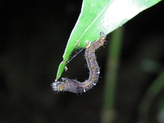 Hypochrosis baenzigeri