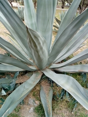 Agave weberi