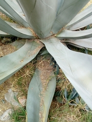 Agave weberi