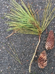 Pinus