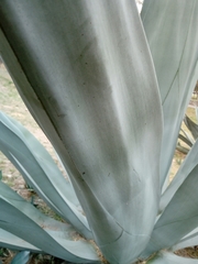 Agave weberi