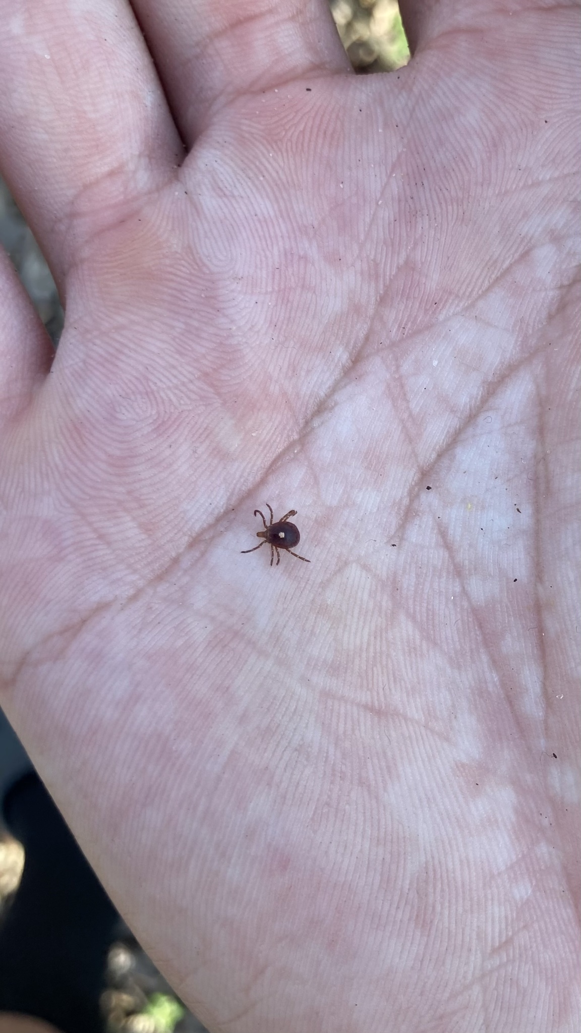 Amblyomma americanum Linnaeus, 1758