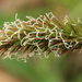 Sweet Vernal Grass - Photo (c) Svetlana Nesterova, some rights reserved (CC BY-NC)