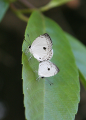 Neopithecops zalmora zalmora