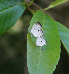 Neopithecops zalmora zalmora