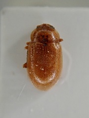 Coccidula rufa