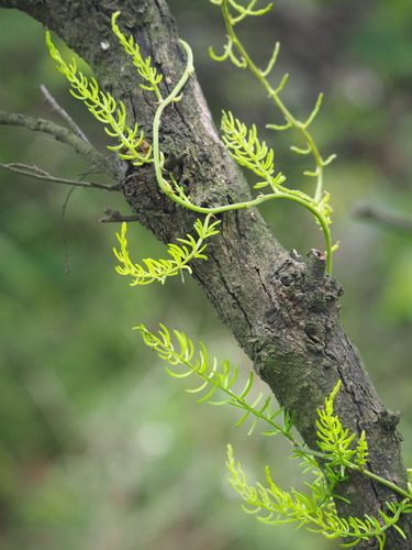 Asparagus cochinchinensis (Asparagus cochinchinensis)