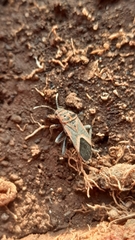 Graptostethus