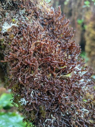 Anastrophyllum fissum observed 2026-03-03