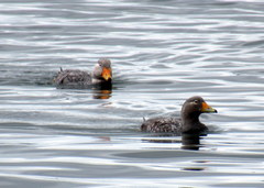 Fuegian Steamer Duck photo 5