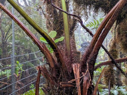 hāpu‘u i‘i (Cibotium menziesii)
