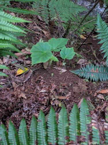pua maka nui (Hillebrandia sandwicensis)