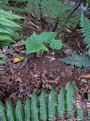 Hillebrandia sandwicensis