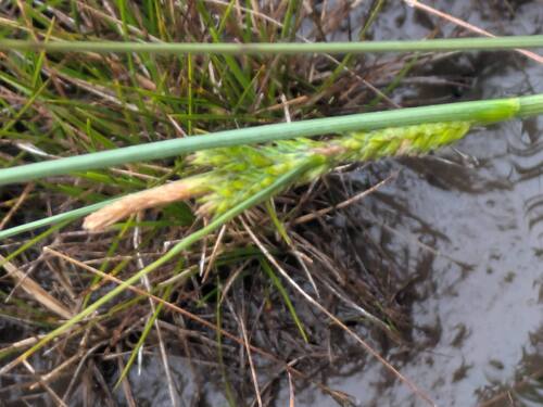 Carex montis-eeka observed 2026-03-03