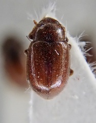 Coccidula rufa