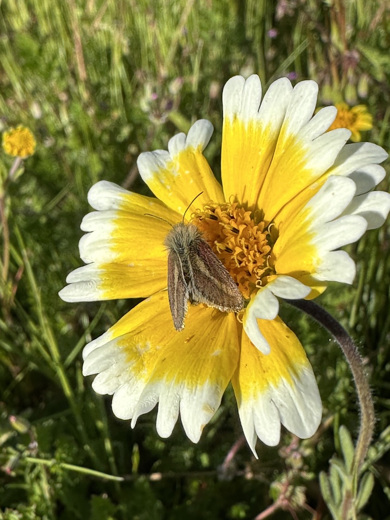 Agoseris Flower Moth