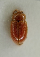 Coccidula rufa