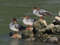 Mergus merganser