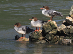 Mergus merganser