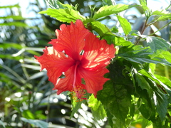 Hibiscus × archeri