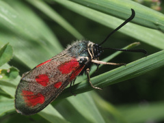 Zygaena loti