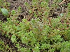 Sedum sasakii