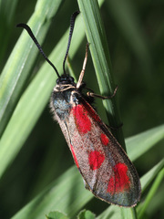 Zygaena loti
