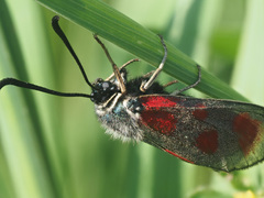 Zygaena loti