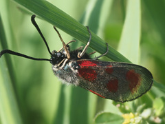 Zygaena loti