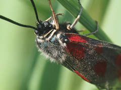 Zygaena loti