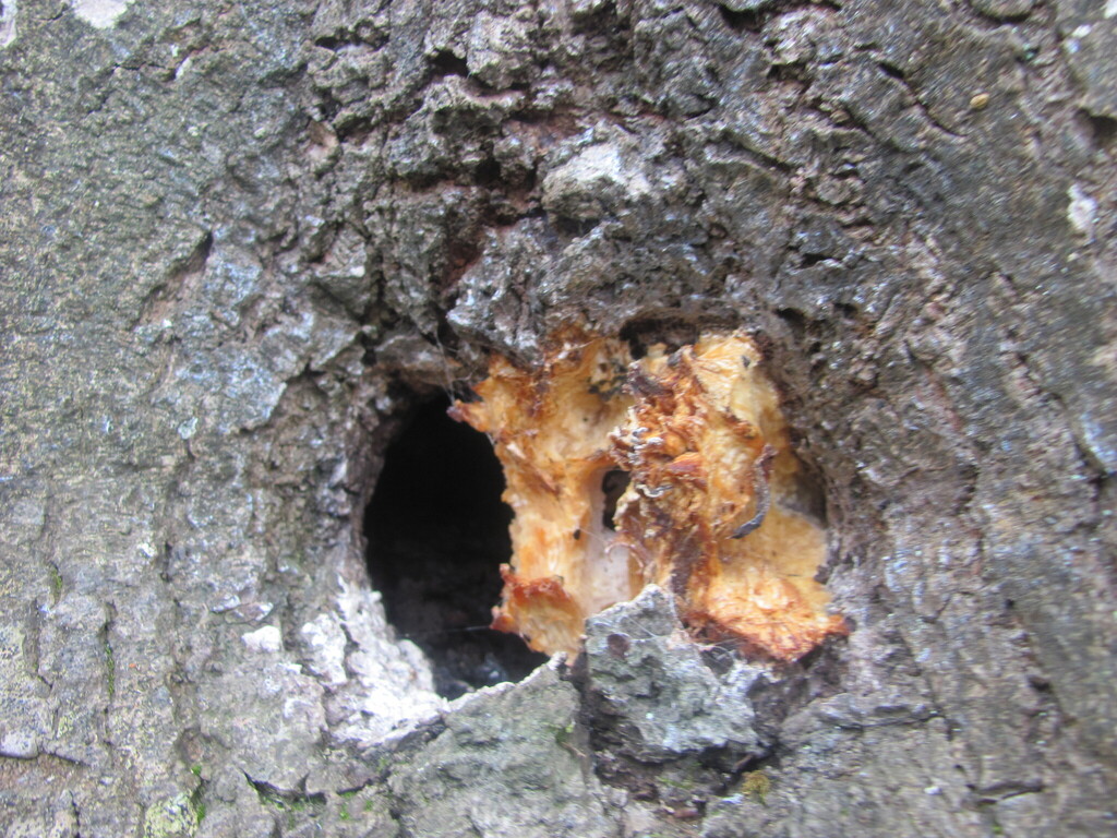Laetiporus sulphureus