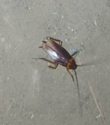 American Cockroach