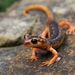 Lycian Salamanders - Photo (c) Dilara Arslan, some rights reserved (CC BY-NC), uploaded by Dilara Arslan