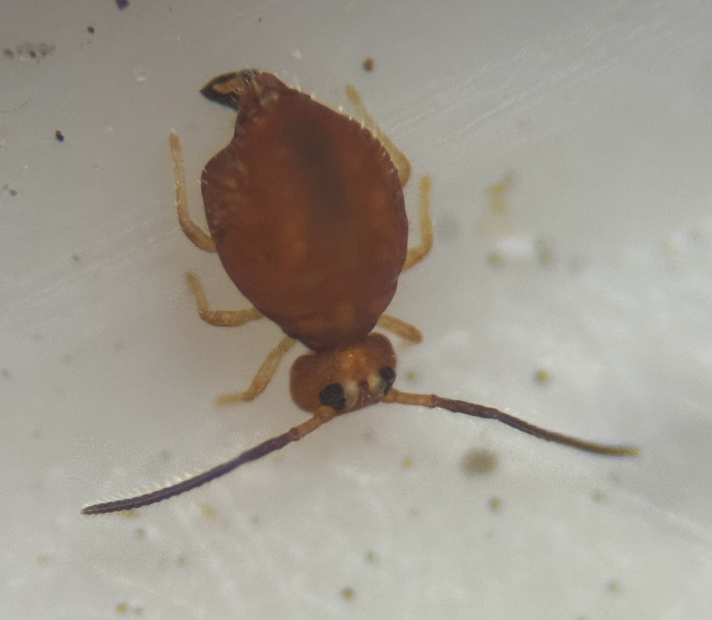 Polykatianna polygonia