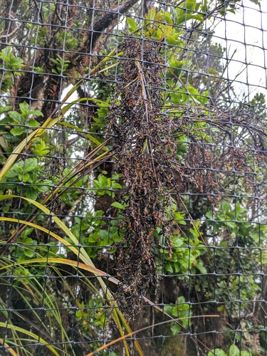 Kauai sawsedge (Gahnia vitiensis)