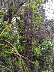 Fiji Saw-sedge (Gahnia vitiensis)
