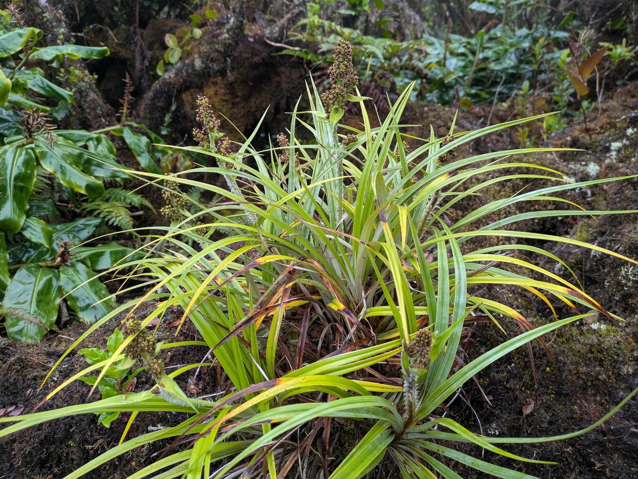 Pa'iniu (Astelia argyrocoma)