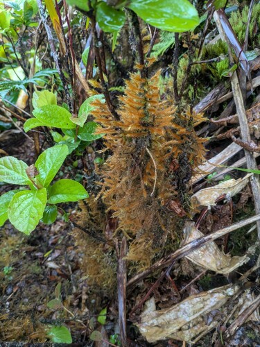 Trachypodopsis auriculata observed 2026-03-03