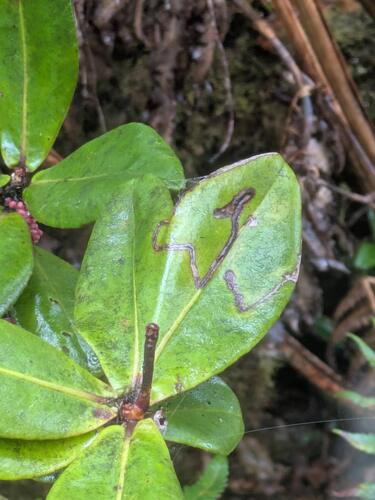 Myrsine wawraea observed 2026-03-03